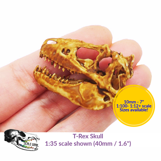 1:12 scale T-Rex Skull miniature replica miniature — handmade resin scale model by The Scale Grail