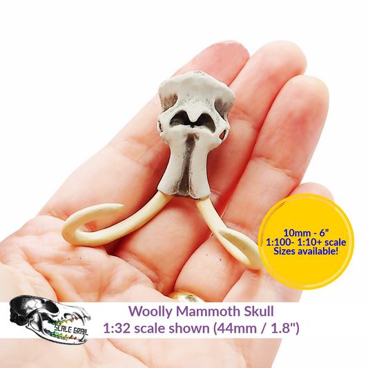 1:12 scale Woolly Mammoth Skull miniature replica miniature — handmade resin scale model by The Scale Grail