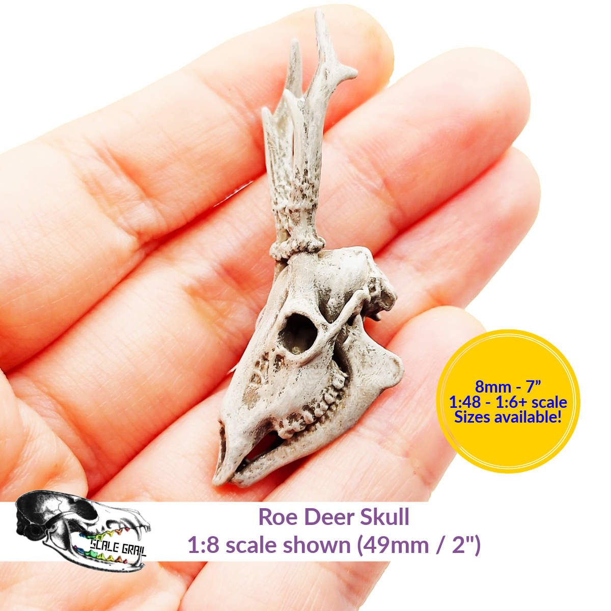 1:12 scale Roe Deer Skull miniature miniature — handmade resin scale model by The Scale Grail