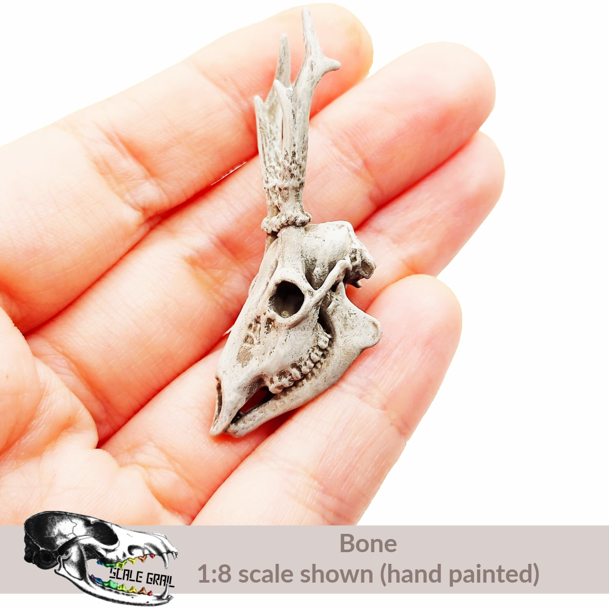 1:12 scale Roe Deer Skull miniature miniature side view — The Scale Grail