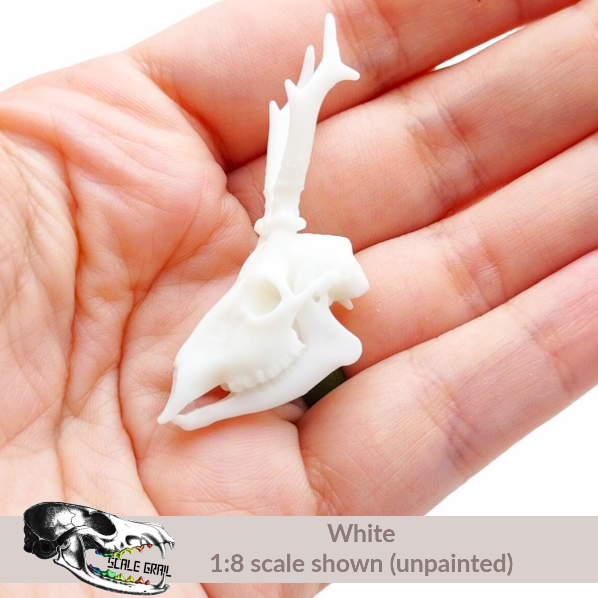 1:12 scale Roe Deer Skull miniature miniature — made in NC, USA