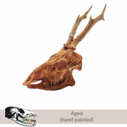 1:12 scale Roe Deer Skull miniature miniature — made in NC, USA