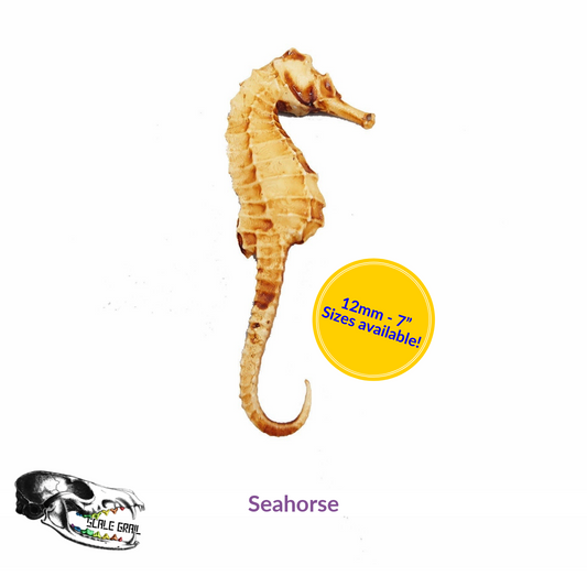 1:12 scale Seahorse (Animundi Wildline: Marine) miniature replica figurine miniature — handmade resin scale model by The Scale Grail