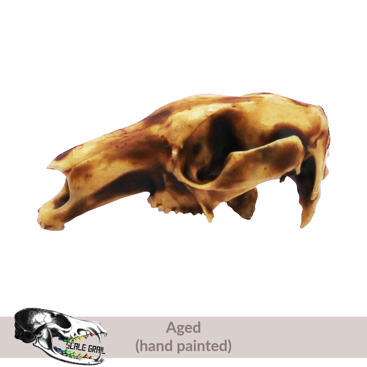 1:24 scale Red Kangaroo Skull miniature miniature side view — The Scale Grail