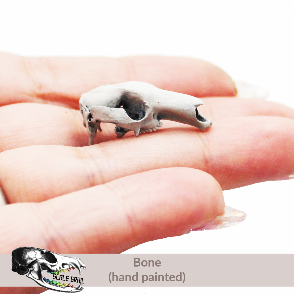 1:24 scale Red Kangaroo Skull miniature miniature — made in NC, USA