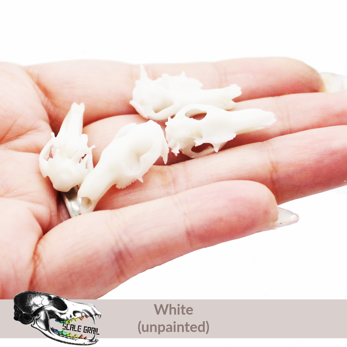 1:24 scale Red Kangaroo Skull miniature miniature — made in NC, USA