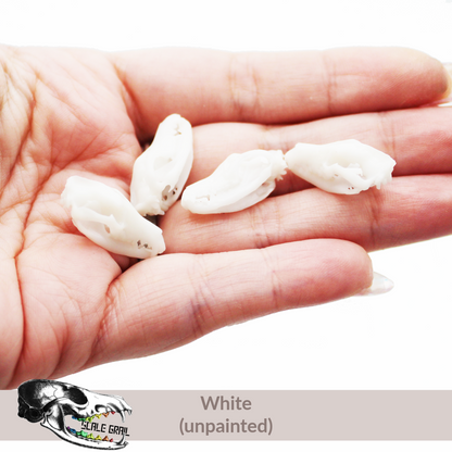 1:24 scale Tasmanian Tiger Skull miniature miniature — made in NC, USA