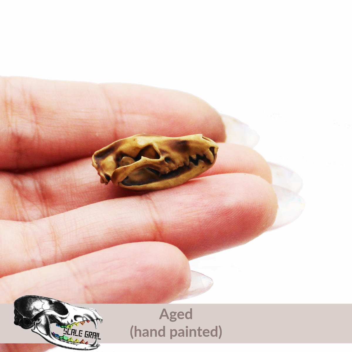 1:24 scale Tasmanian Tiger Skull miniature miniature — made in NC, USA