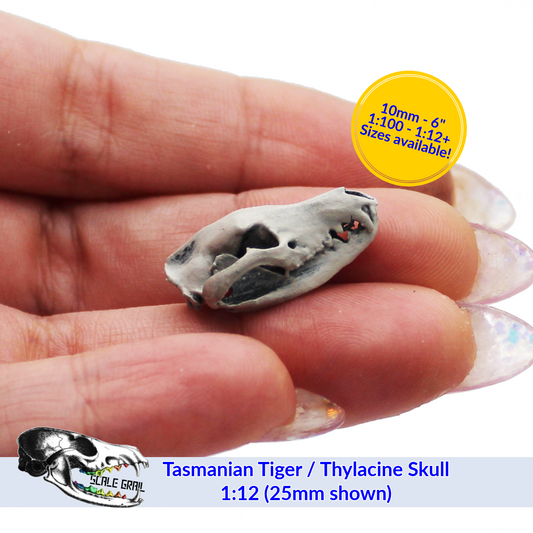 1:24 scale Tasmanian Tiger Skull miniature miniature — handmade resin scale model by The Scale Grail