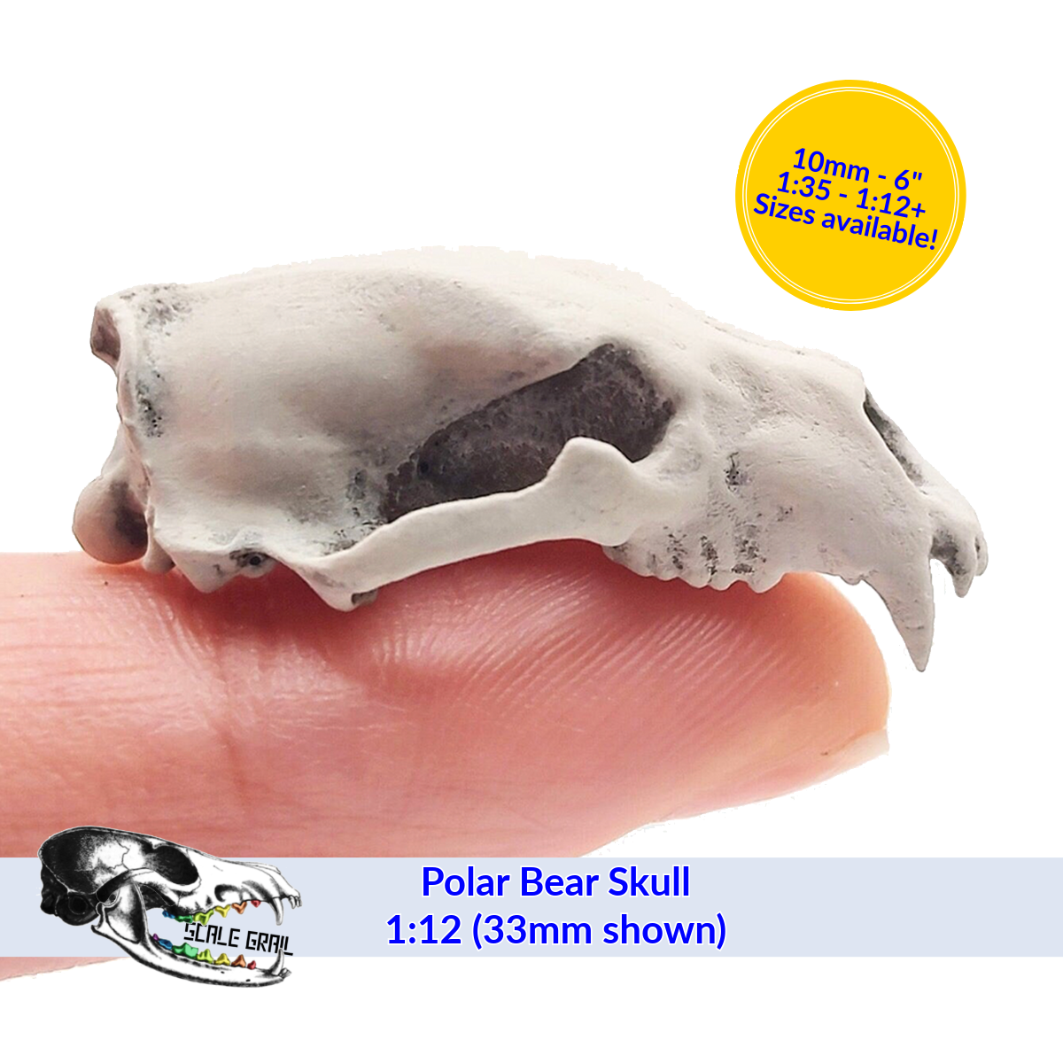 1:12 scale Polar Bear Skull Replica diorama and dollhouse collectible miniature — handmade resin scale model by The Scale Grail