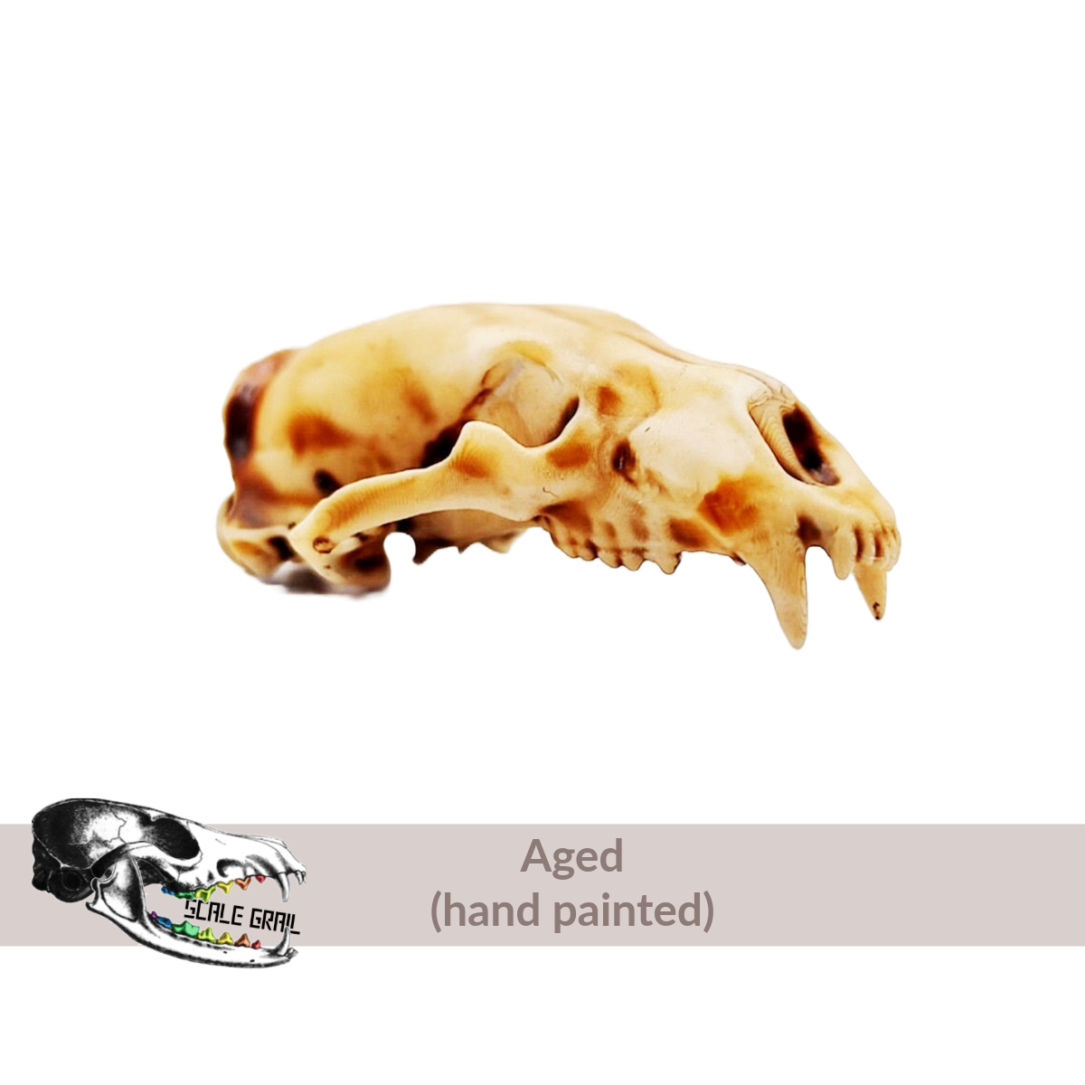 1:12 scale Polar Bear Skull Replica diorama and dollhouse collectible miniature side view — The Scale Grail