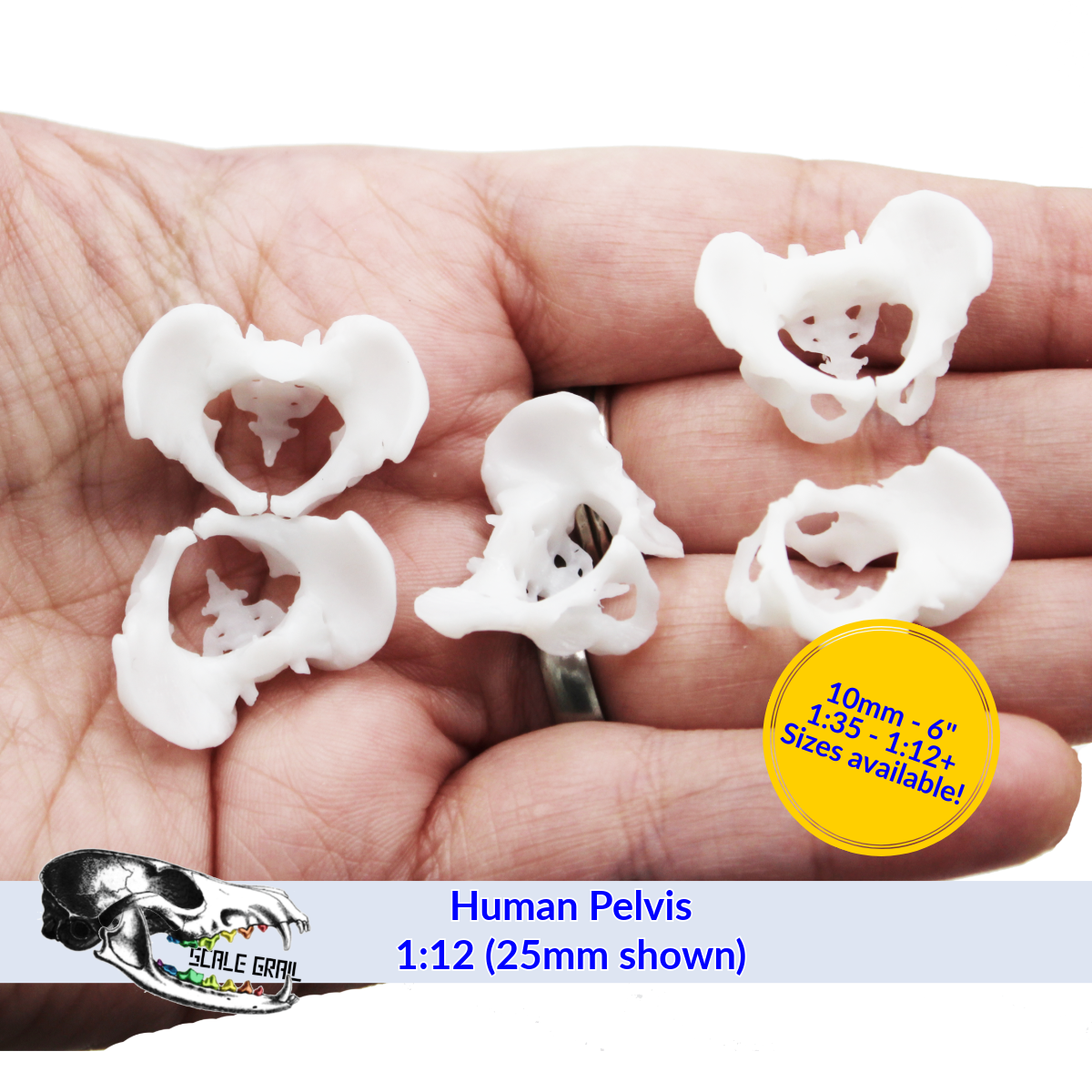 1:12 scale Human Pelvis Bones miniature miniature — handmade resin scale model by The Scale Grail