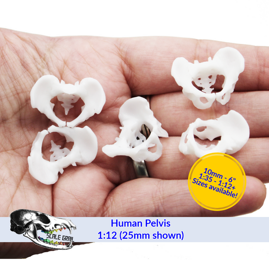 1:12 scale Human Pelvis Bones miniature miniature — handmade resin scale model by The Scale Grail