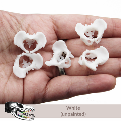 1:12 scale Human Pelvis Bones miniature miniature detail view — 3D printed resin