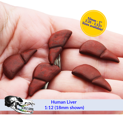 1:12 scale Human Liver (Ossa Sapiens #3) miniature miniature — handmade resin scale model by The Scale Grail