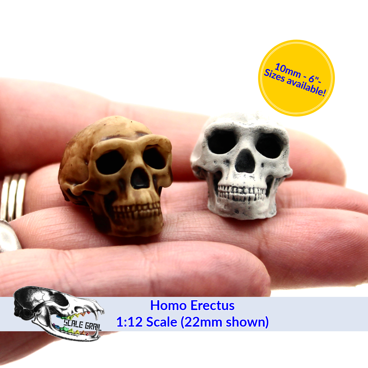 1:12 scale Homo Erectus Skull Miniature | Homo erectus Replica by The Scale Grail – 10mm to 7" Sizes miniature — handmade resin scale model by The Scale Grail