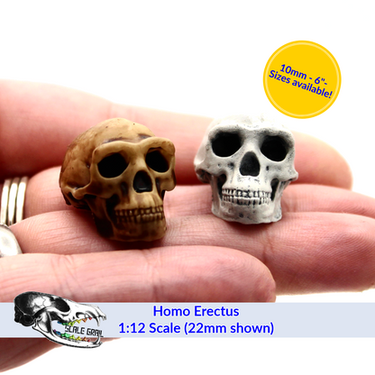 1:12 scale Homo Erectus Skull Miniature | Homo erectus Replica by The Scale Grail – 10mm to 7" Sizes miniature — handmade resin scale model by The Scale Grail