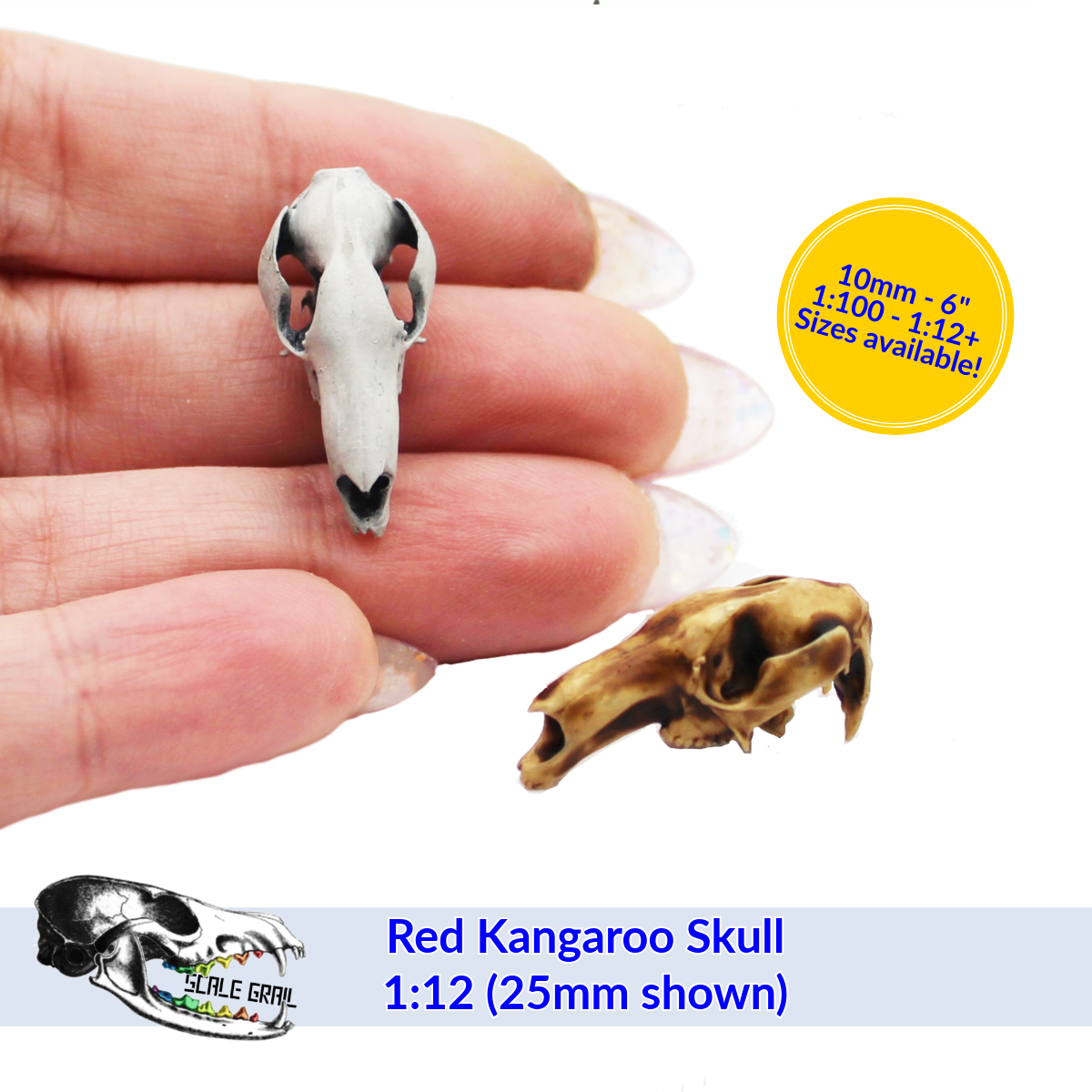 1:24 scale Red Kangaroo Skull miniature miniature — handmade resin scale model by The Scale Grail