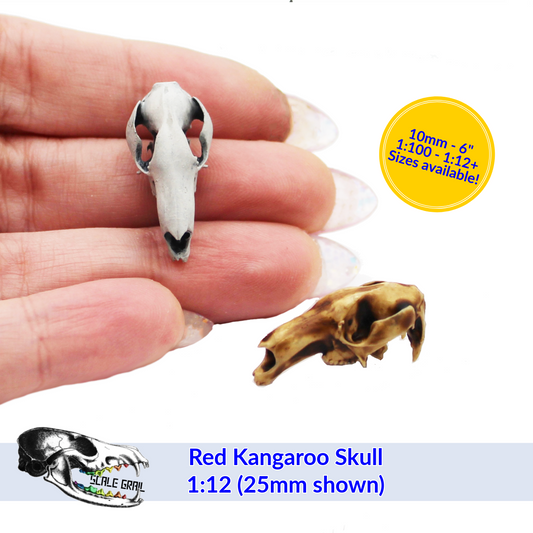 1:24 scale Red Kangaroo Skull miniature miniature — handmade resin scale model by The Scale Grail