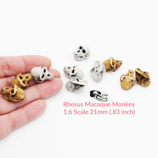 Rhesus Macaque Skull - 1:6 scale replica miniature dollhouse diorama decoration (5 skulls)