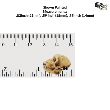 Rhesus Macaque Skull - 1:6 scale replica miniature dollhouse diorama decoration (5 skulls)