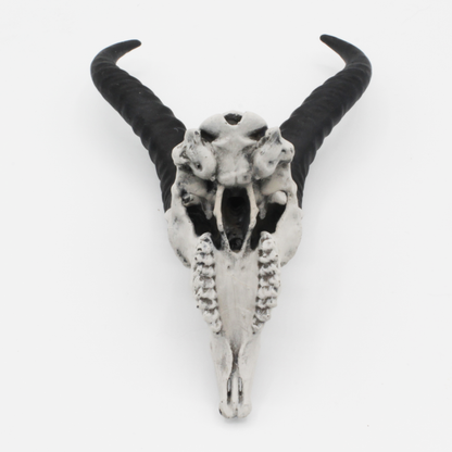 Springbok Skull - 4mm -1:2 Scale skull miniature replica oddities by The Scale Grail