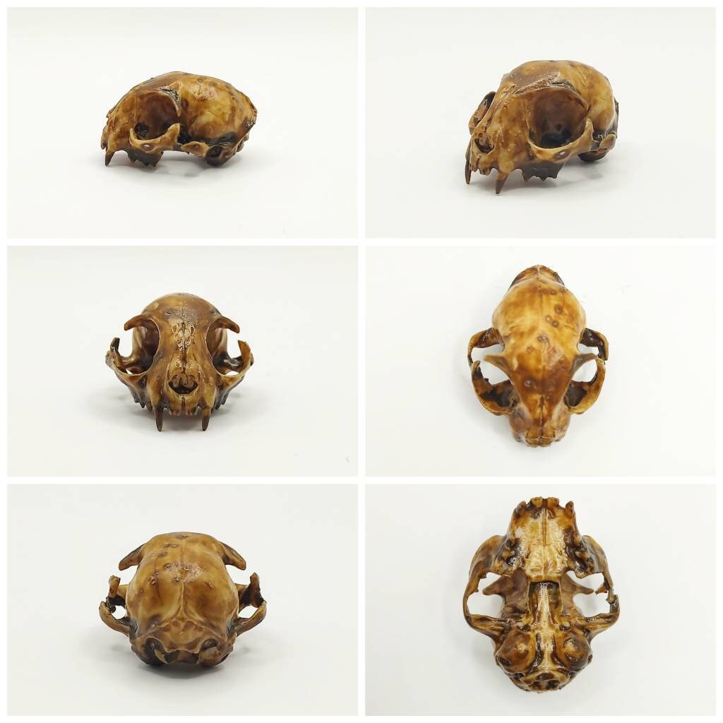 Cat skull replica, 1:6 scale, aged paint wash finish