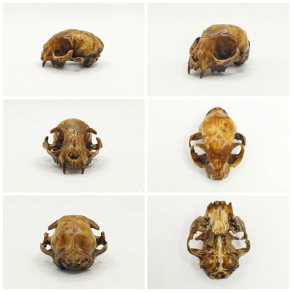 Cat skull replica, 1:6 scale, aged paint wash finish
