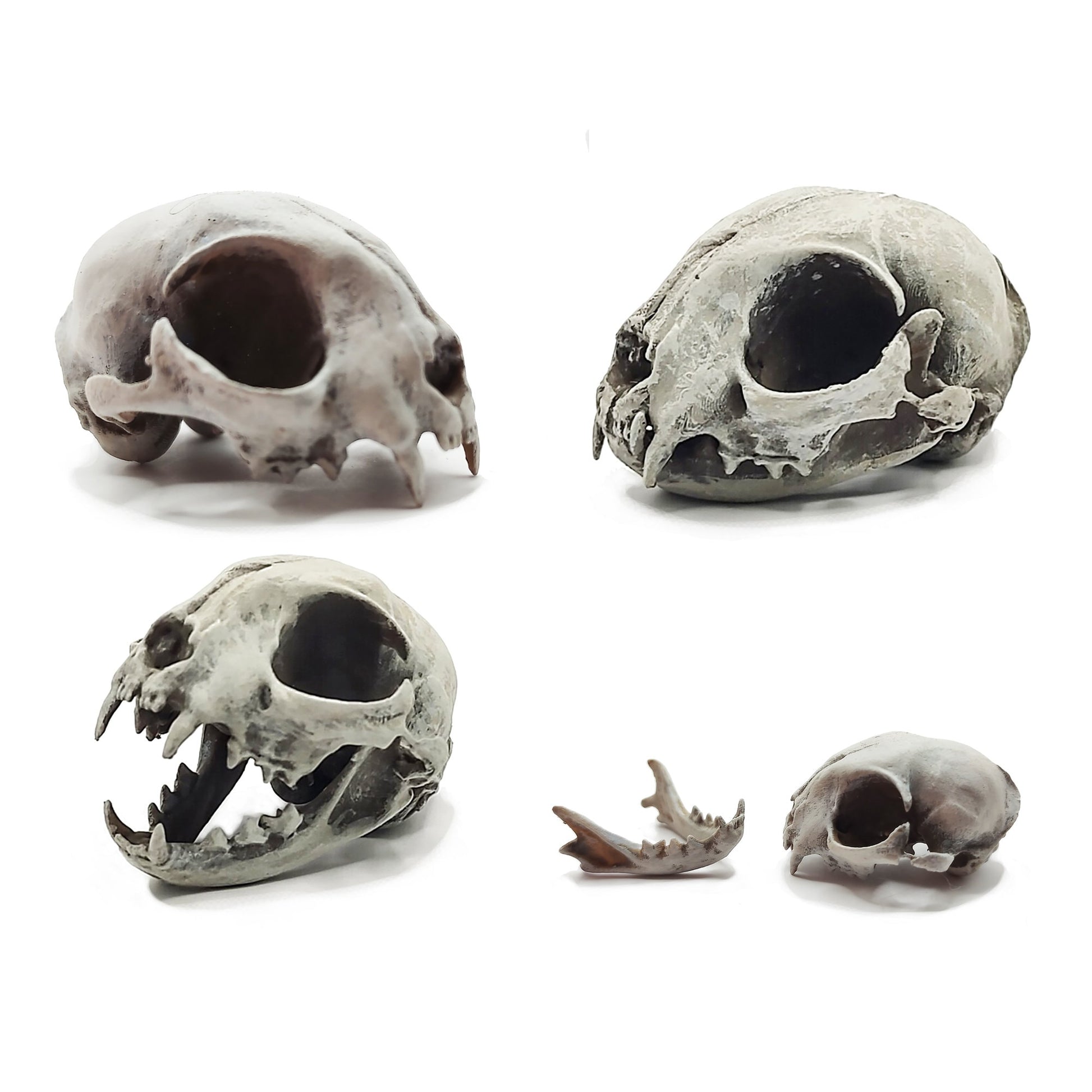 Cat skull replica, 1:6 scale, bone hand-painted finish