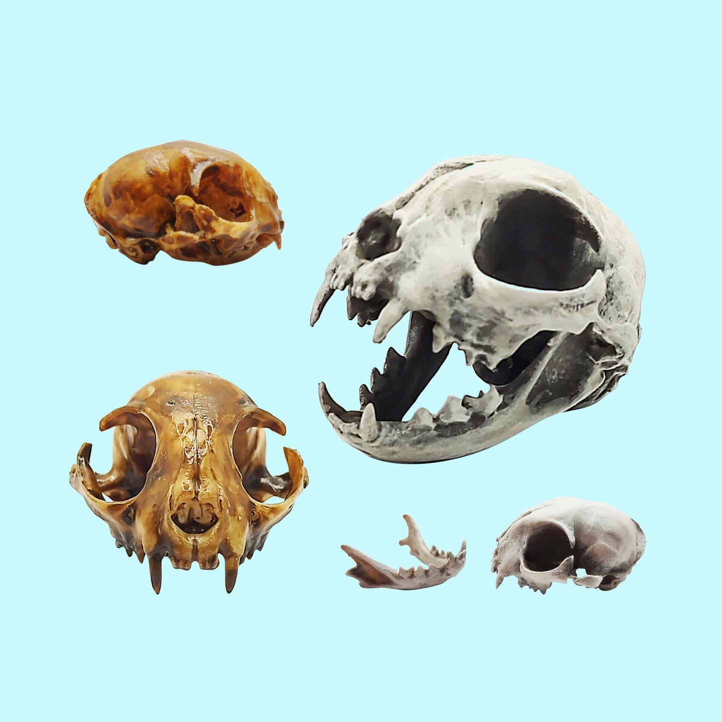 Cat skull replica, 1:6 scale, cranium, bone finish