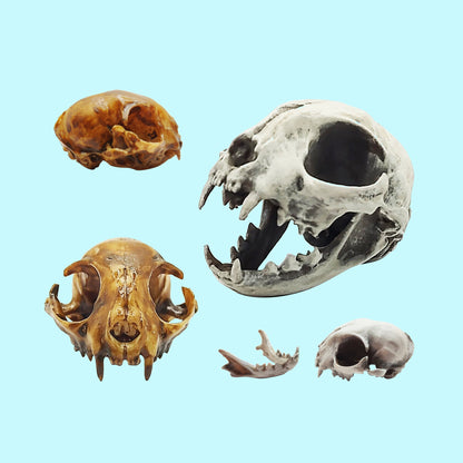 Cat skull replica, 1:6 scale, cranium, bone finish