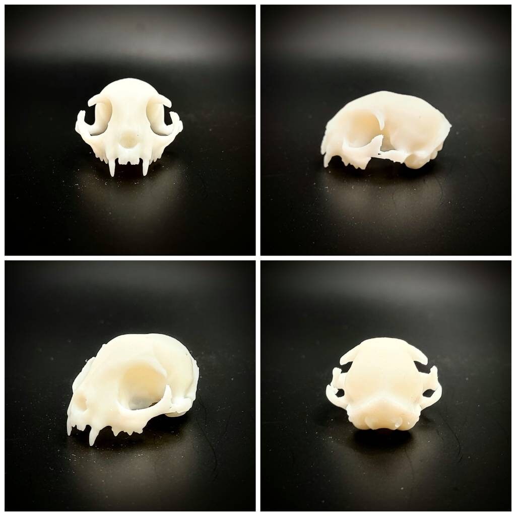 Cat skull replica, 1:6 scale, white unpainted finish