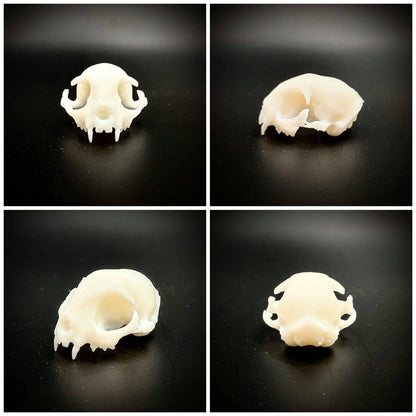 Cat skull replica, 1:6 scale, white unpainted finish