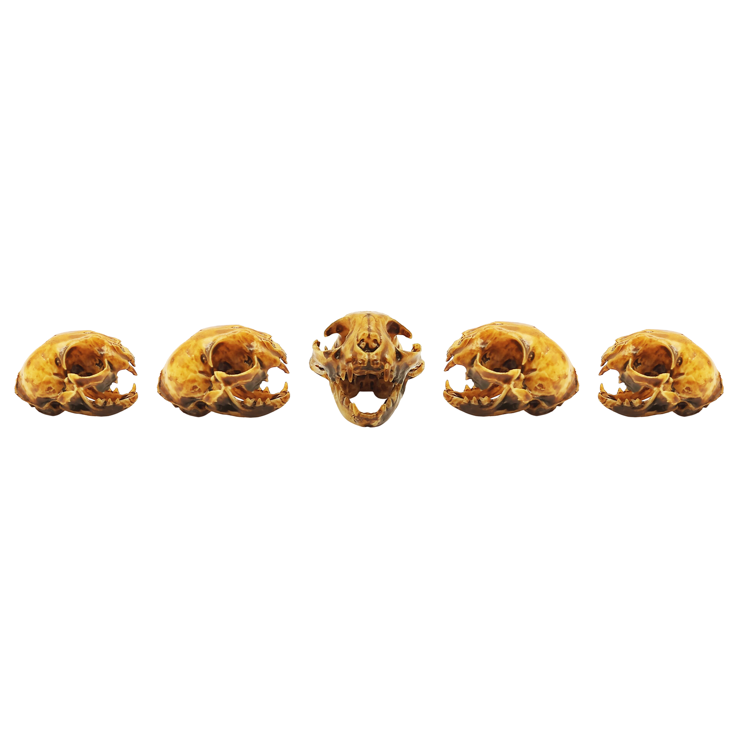 Cat Skull Replica — 1:12 Scale (Set of 5)