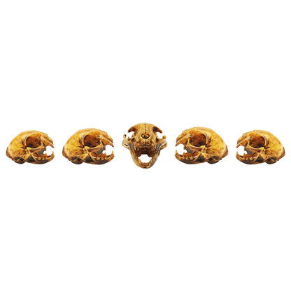 Cat Skull Replica — 1:12 Scale (Set of 5)