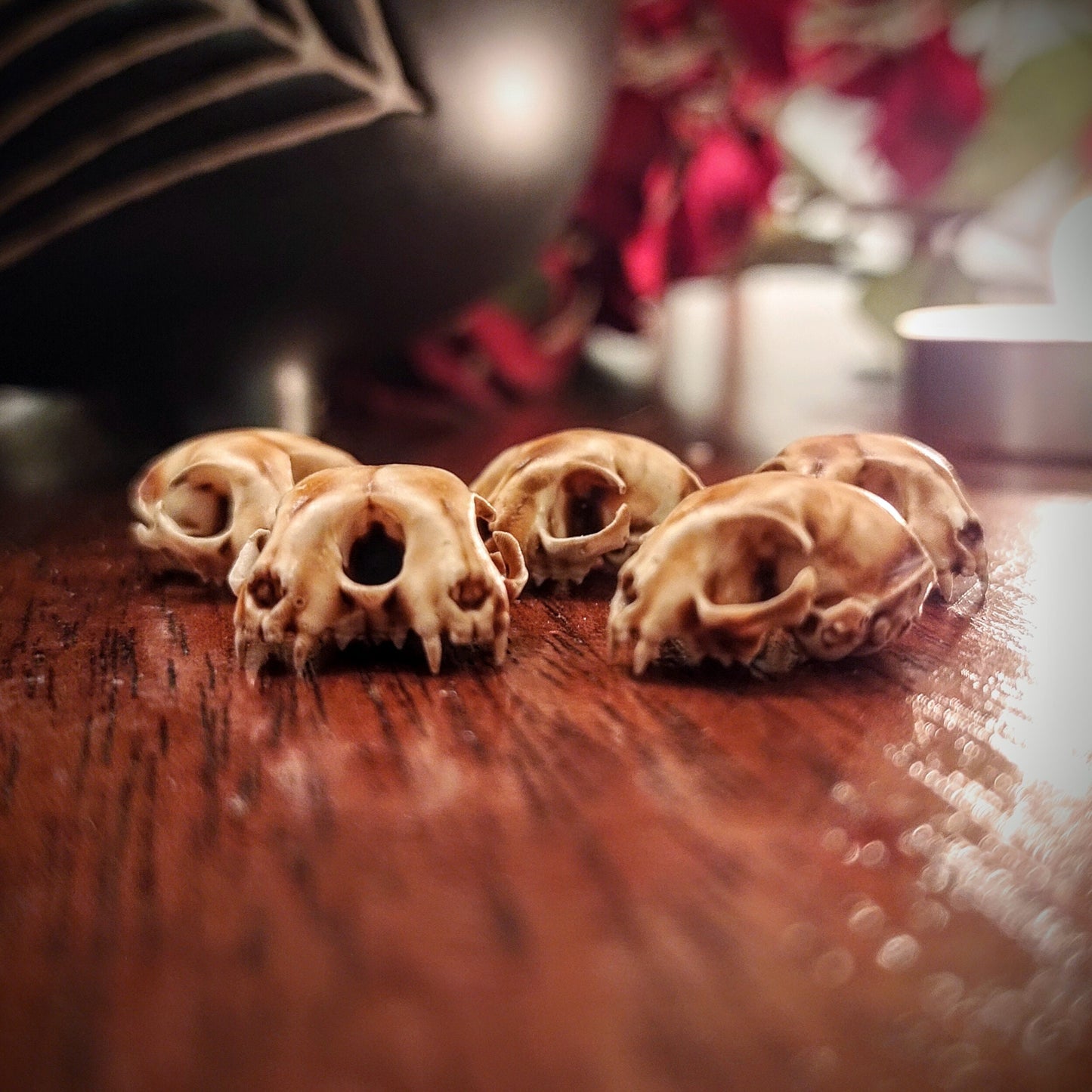 Conjoined cat skull replica, 1:12 scale, aged paint wash finish