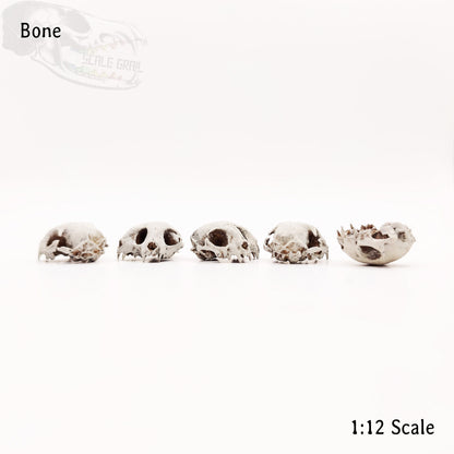 Conjoined cat skull replica, 1:12 scale, bone hand-painted finish, triclops cranium