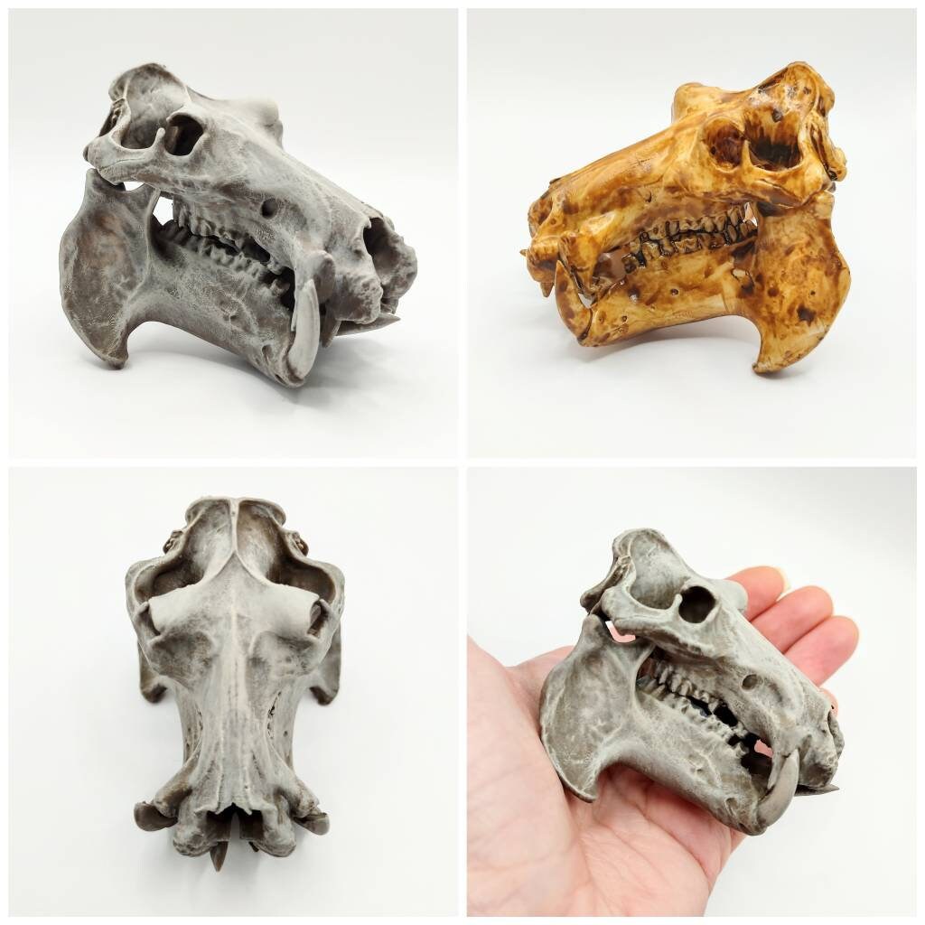 Hippo Skull Replica - 1:12 Scale Hippopotamus for diorama, miniature horror scenes,  dollhouse, curio cabinet (1 skull)