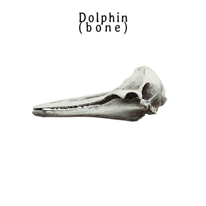 Dolphin Skull Replica (Right Whale) - 1:12 Scale sea animal skull for beach, ocean, diorama scenes, dollhouse, curio cabinet (1 skull)