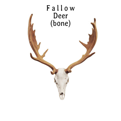 Miniature Deer Skull: Fallow Deer 1:12 Scale Replica dollhouse and diorama miniature