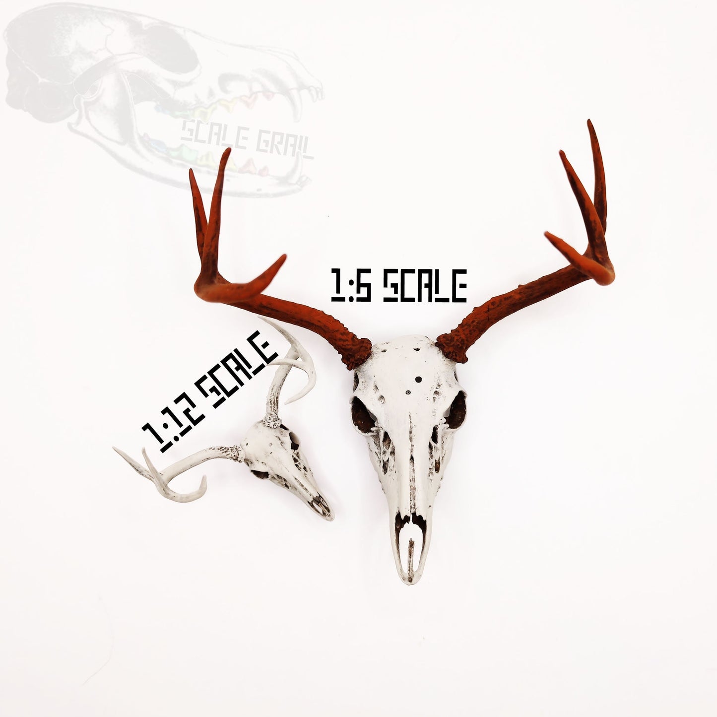 White Tail Deer skull with Antlers - 1:6 scale miniature realistic animal cranium for diorama, dollhouse, art and craft gift (1 skull)