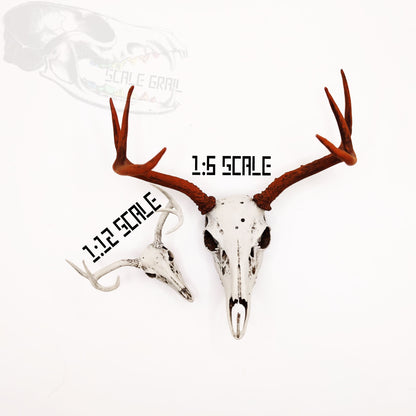 White Tail Deer skull with Antlers - 1:6 scale miniature realistic animal cranium for diorama, dollhouse, art and craft gift (1 skull)