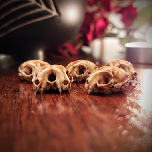 Cat Skull Triclops Cranium - 1:12 Scale miniature conjoined skull replica for diorama, dollhouse, curio cabinet, creepy curiosity (5 skulls)