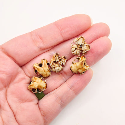 Cat Skull Triclops Cranium - 1:12 Scale miniature conjoined skull replica for diorama, dollhouse, curio cabinet, creepy curiosity (5 skulls)