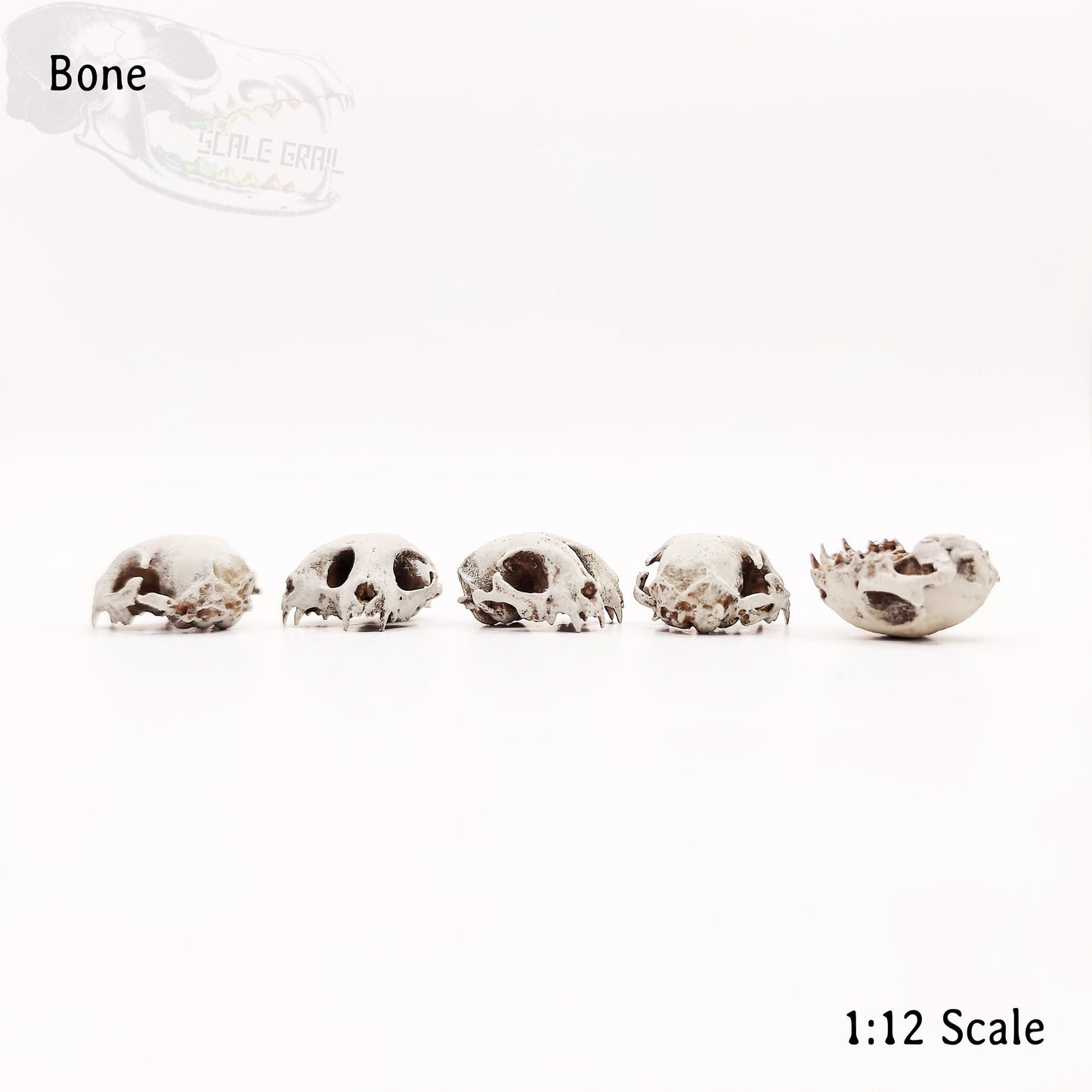 Cat Skull Triclops Cranium - 1:12 Scale miniature conjoined skull replica for diorama, dollhouse, curio cabinet, creepy curiosity (5 skulls)