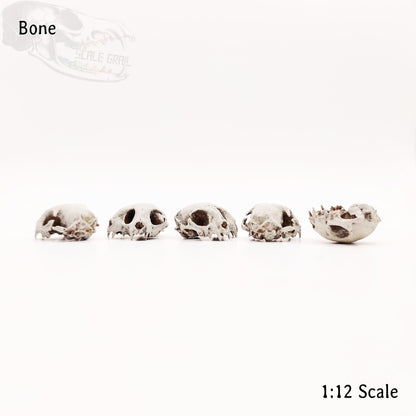Cat Skull Triclops Cranium - 1:12 Scale miniature conjoined skull replica for diorama, dollhouse, curio cabinet, creepy curiosity (5 skulls)