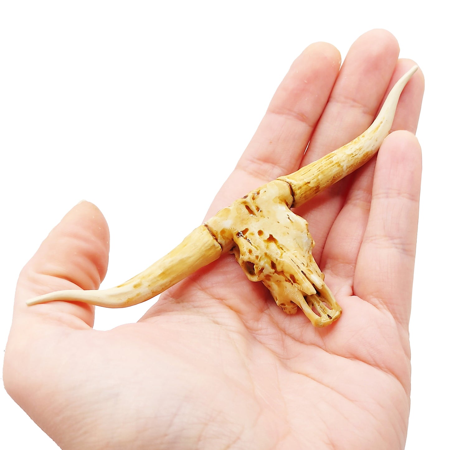 Texas Longhorn skull replica, 1:12 scale, aged paint wash finish