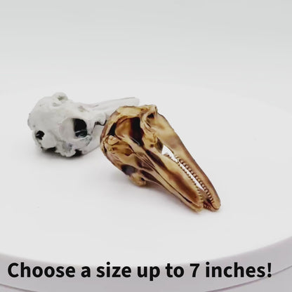 Bottlenose Dolphin - Skull Replica miniature animal skulls by The Scale Grail