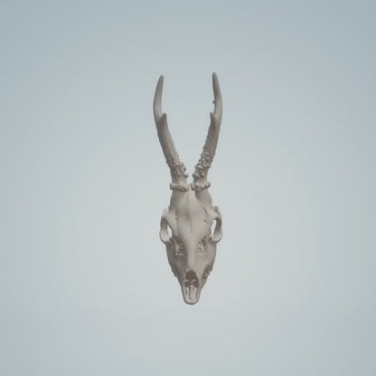 Roe Deer Skull (Field Bones #3: Europe - Deer) miniature dollhouse and diorama collectible by The Scale Grail