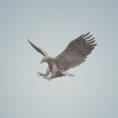 Golden Eagle - Strike Pose| Animal Den Miniatures